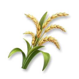 Rice