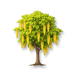 Golden Chain Tree