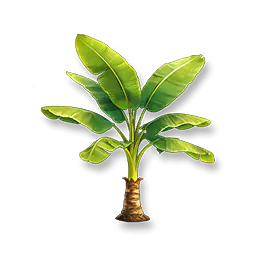 Banana Tree