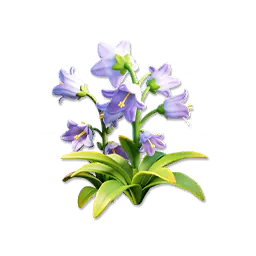 Blue Bellflower