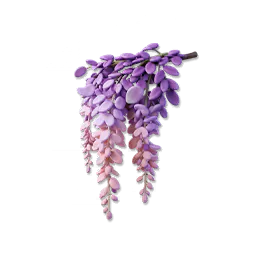Wisteria