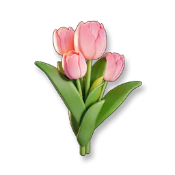 Pink Tulip