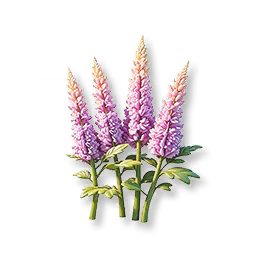 Purple Astilbe