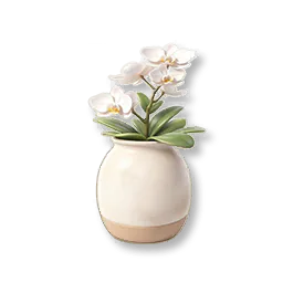 Potted Moth Orchid