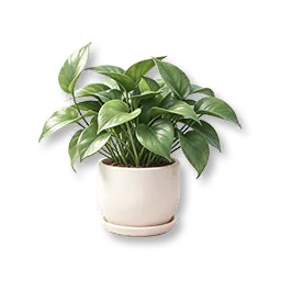 Potted Pothos
